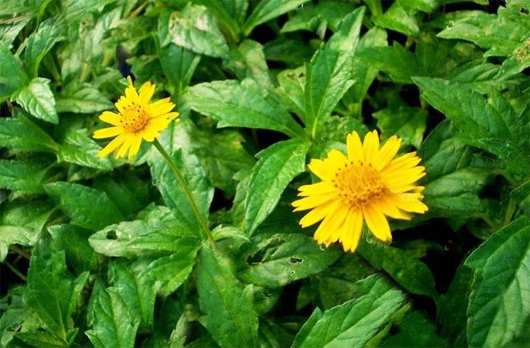 Chữa viêm da cơ địa bằng cây sài đất: Dùng đúng cách hiệu quả cao