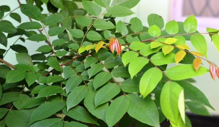 5 cách chữa mẩn ngứa mề đay bằng lá khế siêu tiết kiệm, không lo kích ứng da